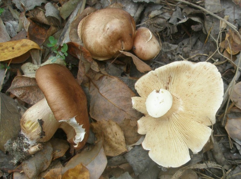 pa060163_tricholoma_sp.jpg