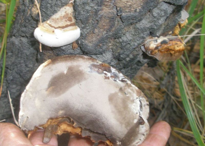 pa060166_fomes_fomentarius.jpg