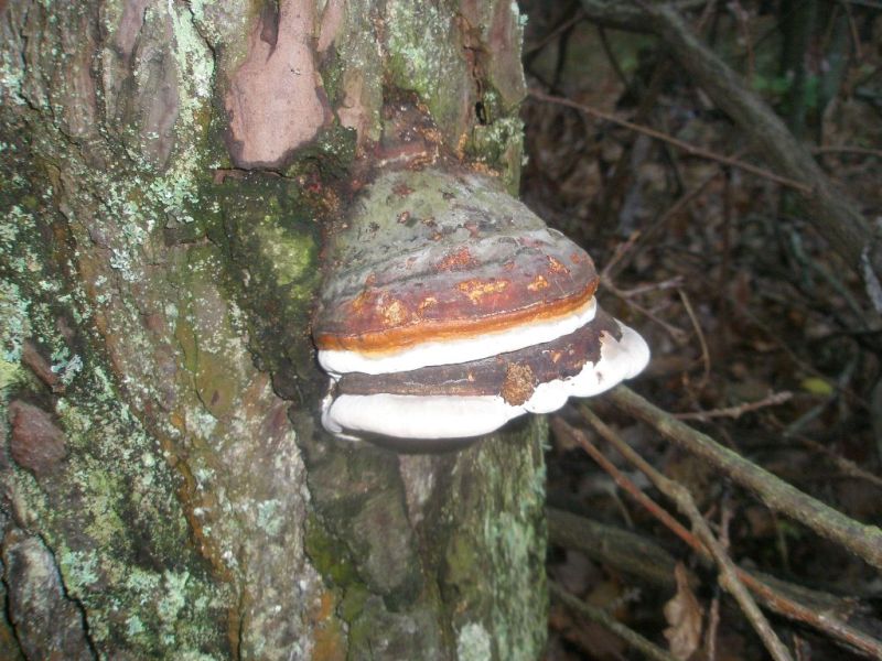 pa100171_fomitopsis_pinicoka.jpg