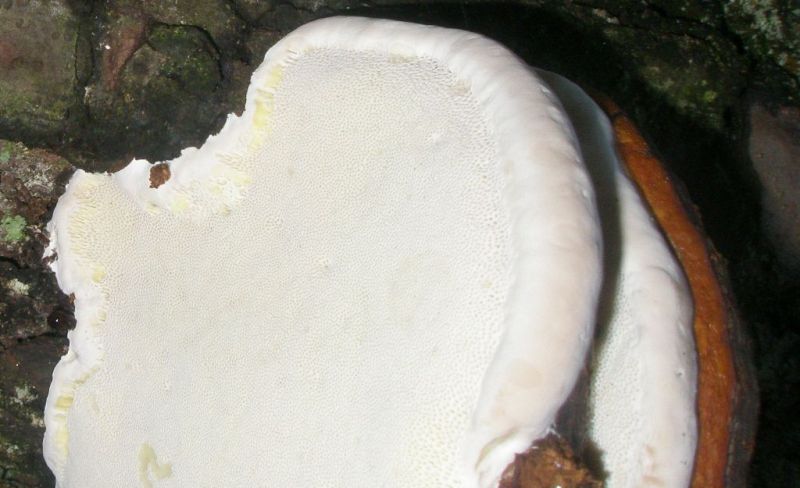 pa100172_fomitopsis_pinicola.jpg