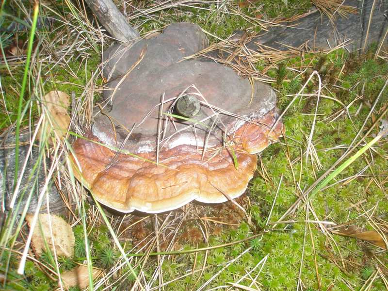 pa100184_fomitopsis_pinicola.jpg