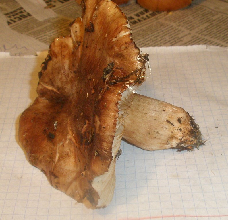 pa130208_tricholoma_sp.jpg