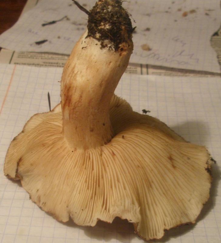 pa130210_tricholoma_sp.jpg