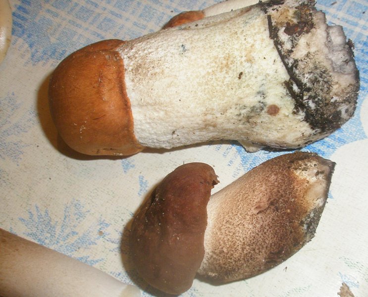 pa170232_leccinum.jpg