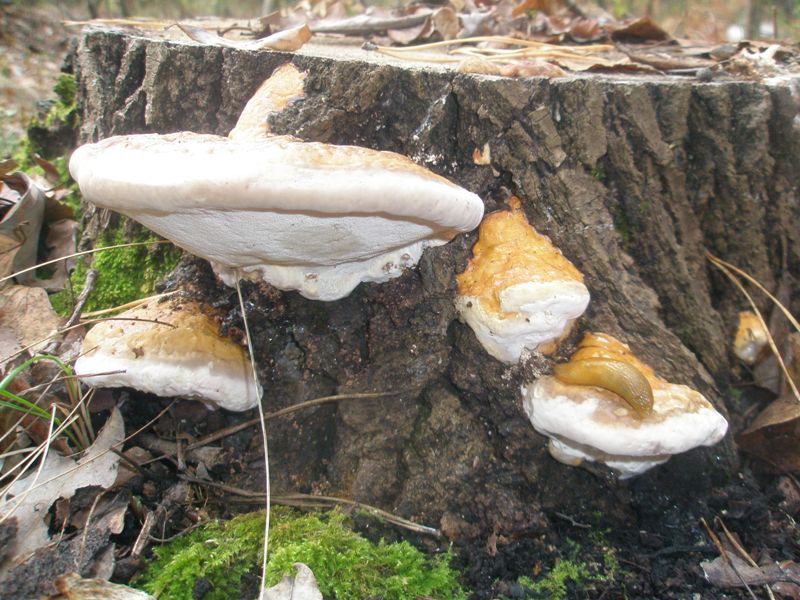 pa210239_fomitopsis_pinicola.jpg