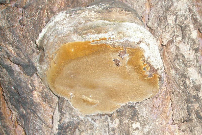 pa210243_phellinus_sp.jpg