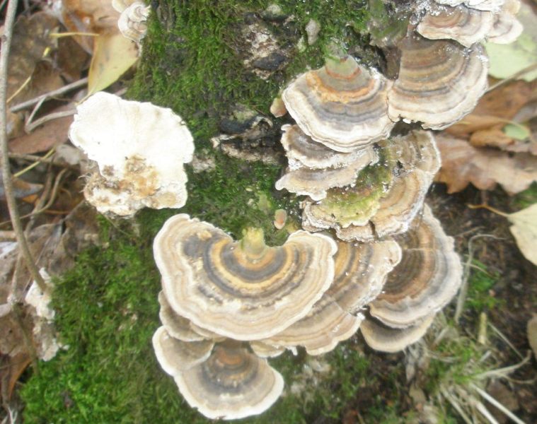 pa210247_trametes_versicolor.jpg