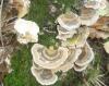 pa210247_trametes_versicolor_t1.jpg