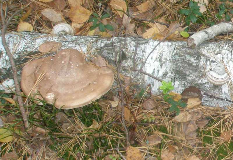 pa210259_piptoporus.jpg