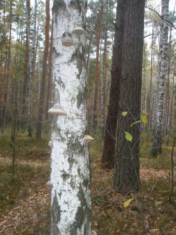 pa210260_piptoporus_betulinus.jpg