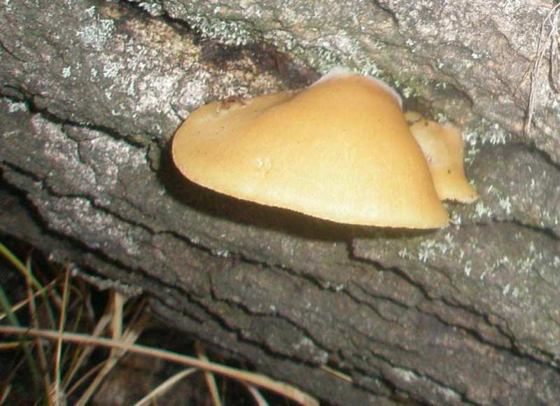 pa210271_crepidotus_mollis.jpg