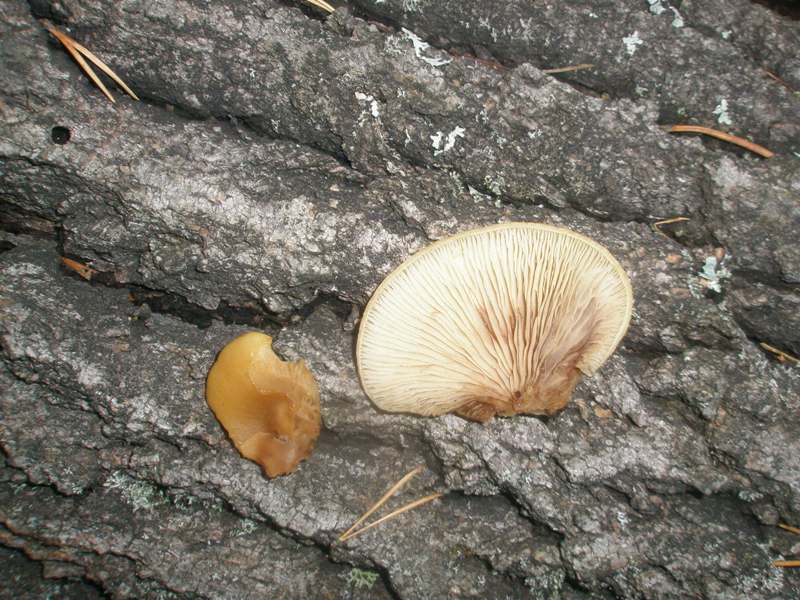 pa210272_crepidotus_mollis.jpg