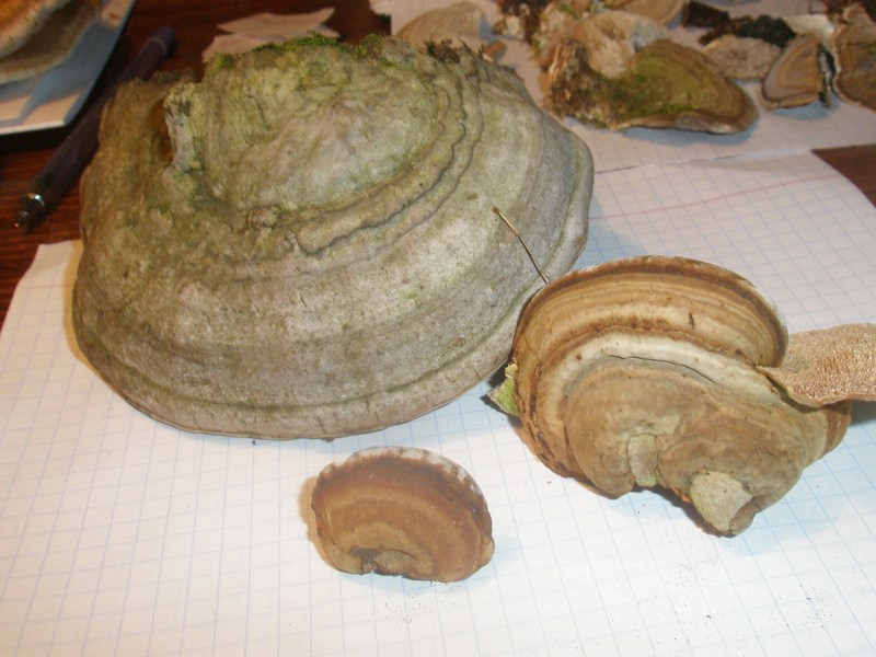 pa220298_fomes_fomentarius.jpg