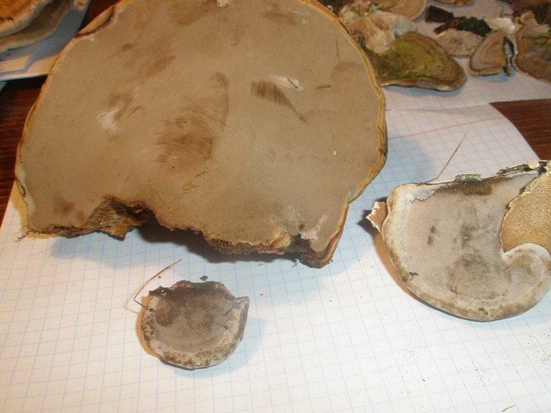 pa220299_fomes_fomentarius.jpg