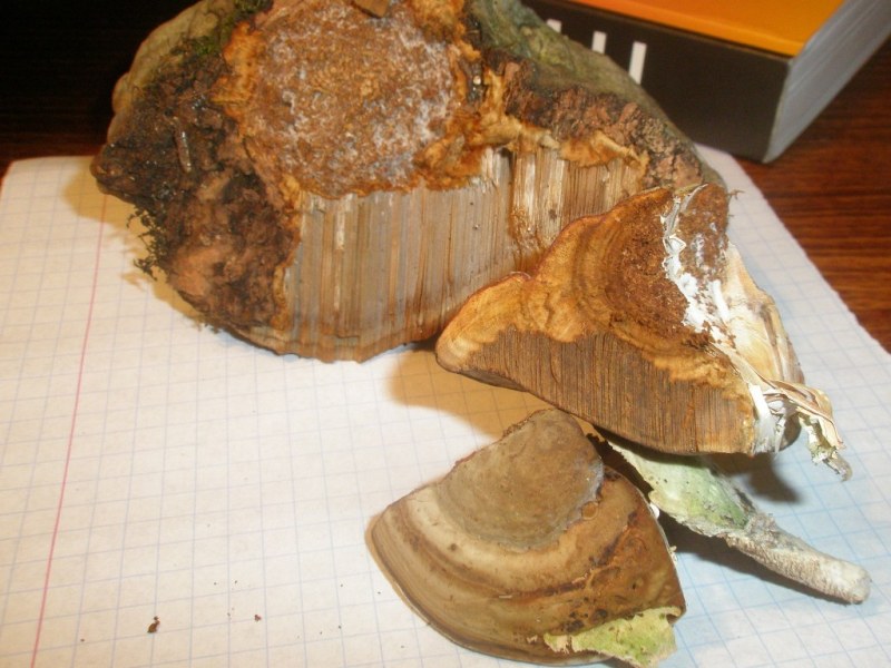 pa230306_fomes_fomentarius.jpg