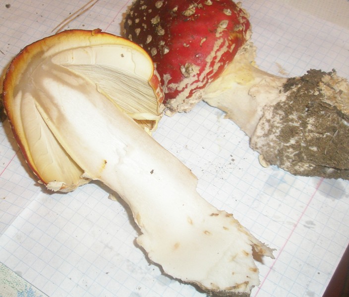 pa240333_amanita_muscaria.jpg