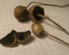panaeolus_papilionaceus_2_t1.jpg