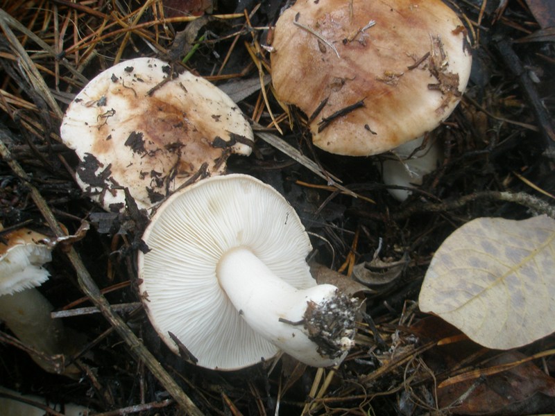 pb010370_tricholoma_populinum.jpg