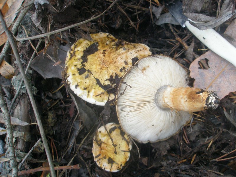 pb010390_tricholoma_focale.jpg