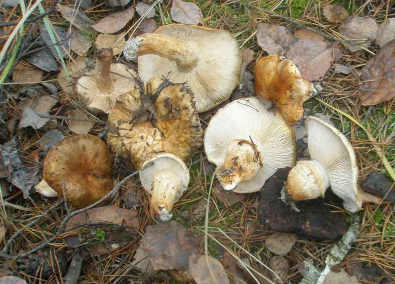 pb010391_tricholoma_focale.jpg