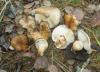 pb010391_tricholoma_focale_t1.jpg