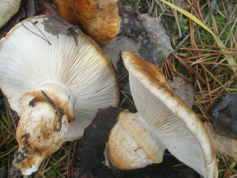 pb010392_tricholoma_focale.jpg