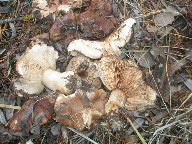 pb010395_tricholoma_ustale.jpg