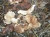 pb010395_tricholoma_ustale_t1.jpg