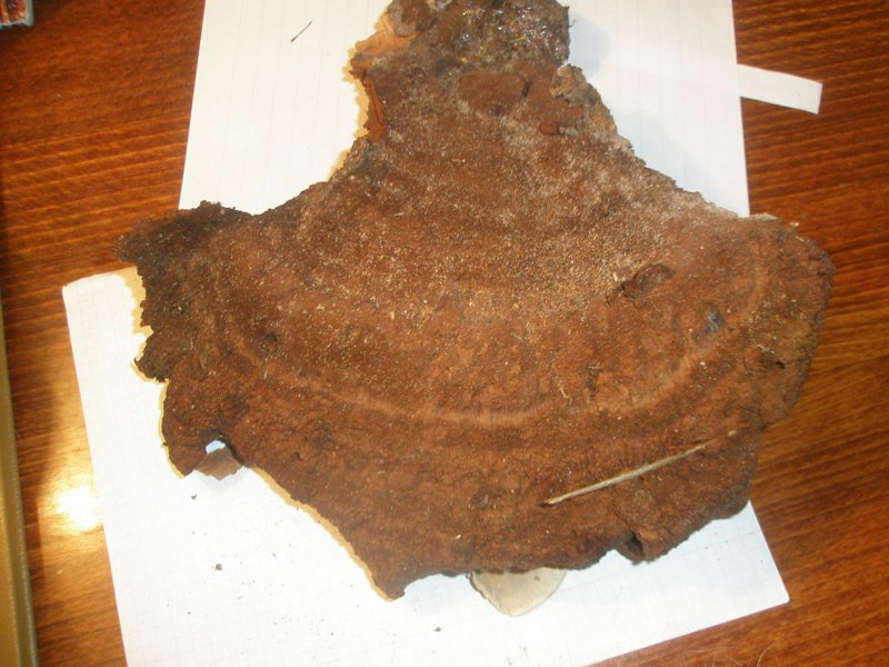 phaeolus_schweinitzii_10.jpg