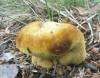 phaeolus_schweinizii_1_t1.jpg