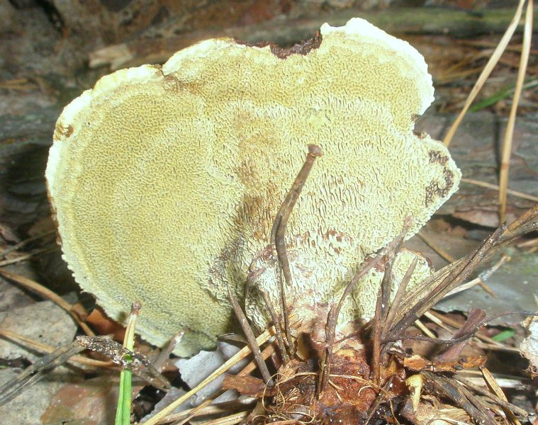 phaeolus_schweinizii_2_1.jpg