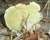 phaeolus_schweinizii_2_t1_1.jpg