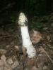 phallus_impudicus_1_t1.jpg
