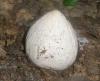 phallus_impudicus_2_t1.jpg