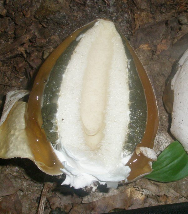 phallus_impudicus_3.jpg