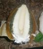 phallus_impudicus_3_t1.jpg