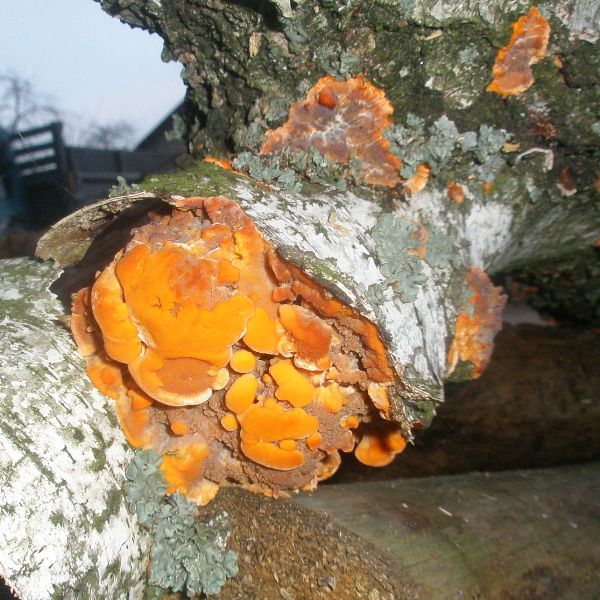 phlebia_radiata1a.jpg