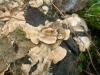 phlebia_tremellosa_1_t1.jpg