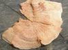 phlebia_tremellosa_2_t1.jpg
