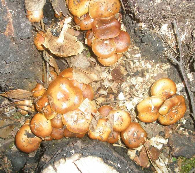 pholiota_spumosa.jpg