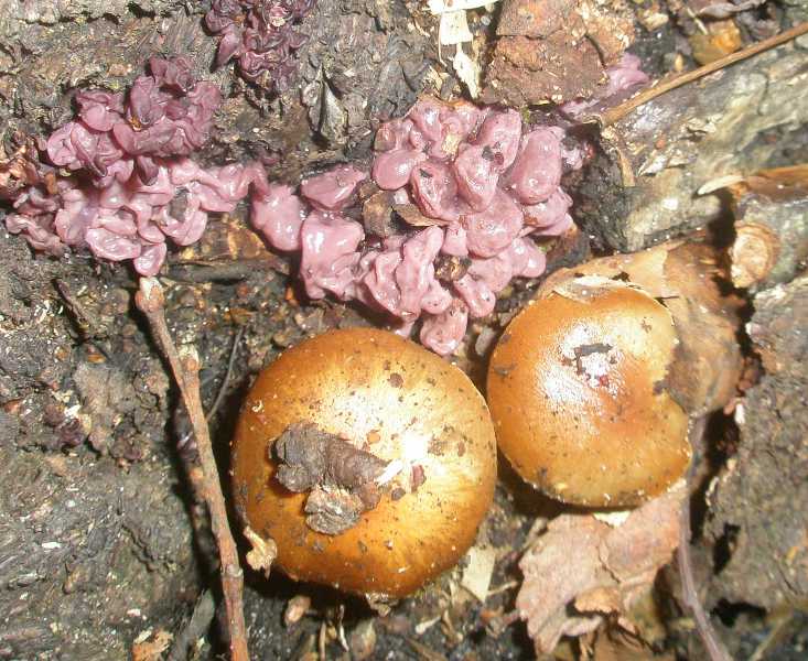 pholiota_spumosa_ascocorine.jpg