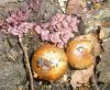 pholiota_spumosa_ascocorine_t1.jpg