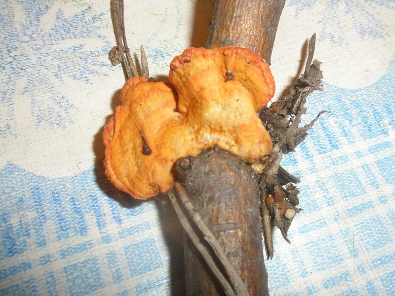 picnoporus_cinnabarinus_73.jpg
