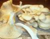 pleurotus_pulverulentus_1_t1.jpg