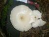 pleurotus_pulverulentus_2_t1.jpg