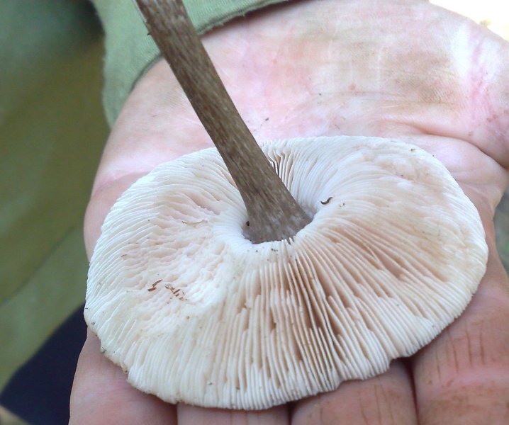 pluteus_cervinus.jpg