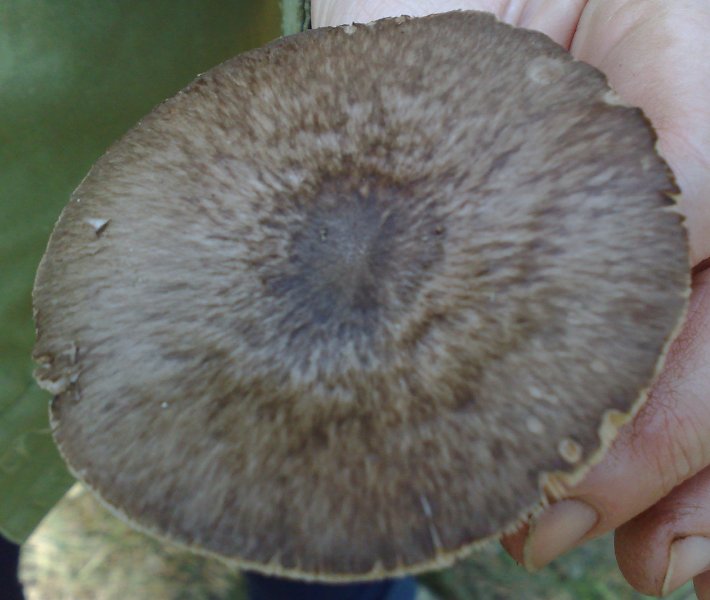 pluteus_cervinus2.jpg