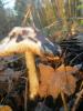 pluteus_cervinus_1_t1.jpg