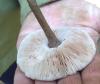 pluteus_cervinus_t1.jpg