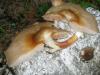 pluteus_petassatus_sp_3_t1.jpg